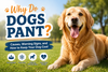 Why Do Dogs Pant? Causes, Warning Signs, and How to Keep Your Dog Cool